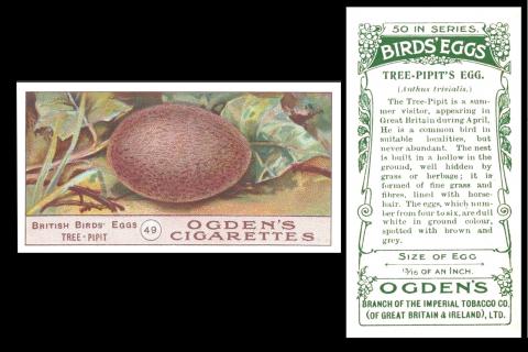 O100-406 : O/2-91 : O/34 [tobacco : UK] Ogden's "Birds Eggs" (1904) 49/50