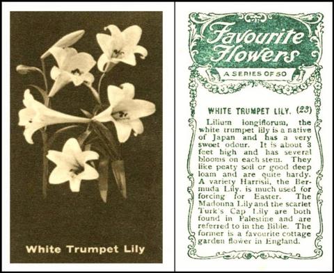 ZB6-30 : RB21-459 [tobacco : OS] Anonymous "Favourite Flowers" (1920-1925) 23/50