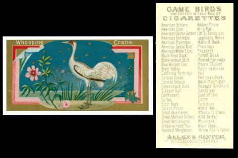 Allen & Ginter "Game Birds"