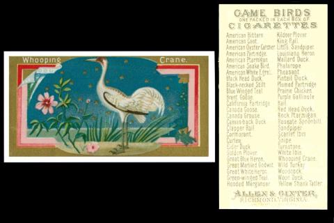 Allen & Ginter "Game Birds" 