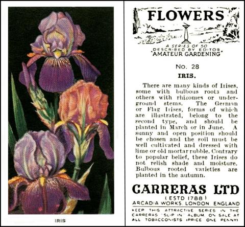 C151-290 : C18-50 [tobacco : UK] Carreras "Flowers" (May 1936)  28/50 