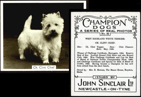 S474-720b : S70-15 [tobacco : UK] John Sinclair "Champion Dogs" large (1939) 
