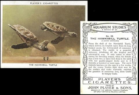 John Player "Aquarium Studies" large size (1932)