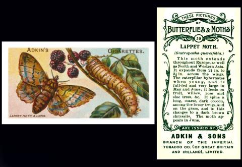Adkin Butterflies and Moths