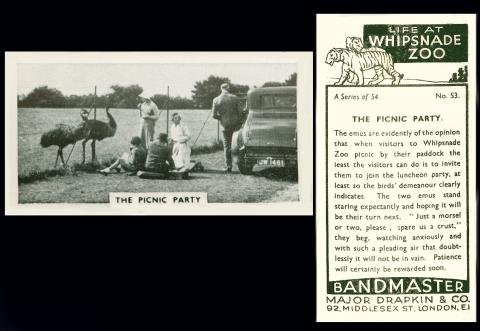Major Drapkin "Life at Whipsnade Zoo"