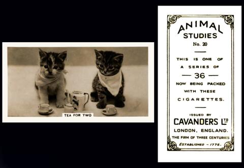 Cavanders "Animal Studies"