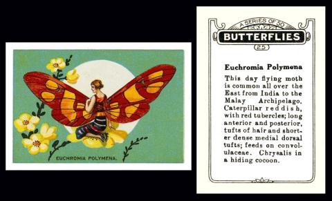 Anonymous "Butterflies (girl`s bodies)"