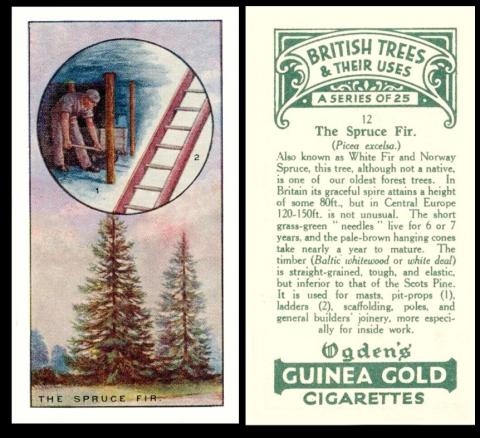 Ogdens "British Trees & Their Uses"