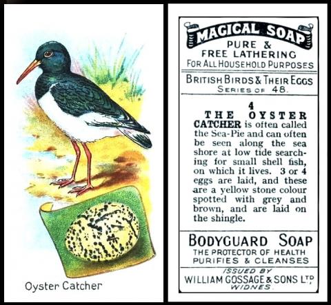 Gossage "Beitish Birds"