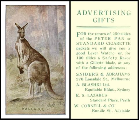 Sniders & Abrahams kangaroo