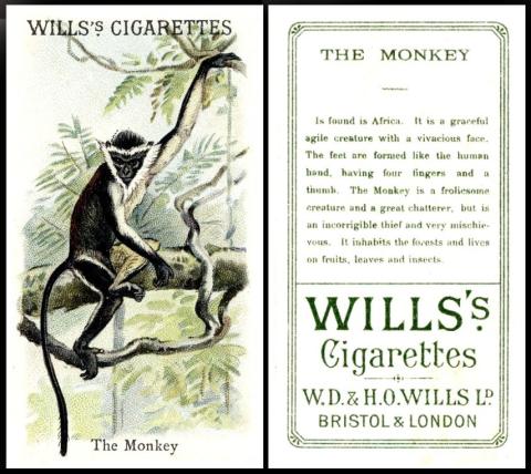 Wills "Animals"