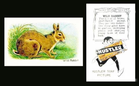 Hustler Soap "Animals"