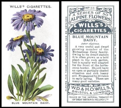 wills alpine flowers