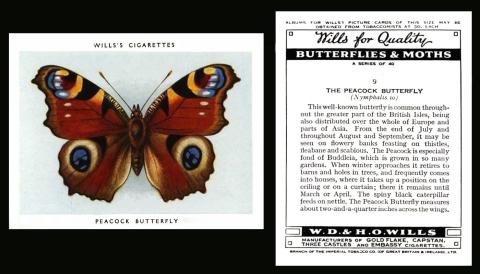 wills butterflies and moths