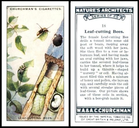 Churchman Natures Architects