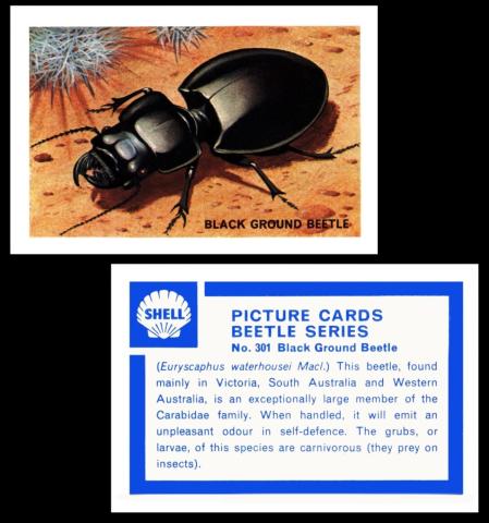 Shell Beetle Series