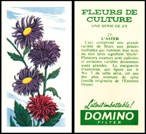 BAT Domino Fleurs Culture