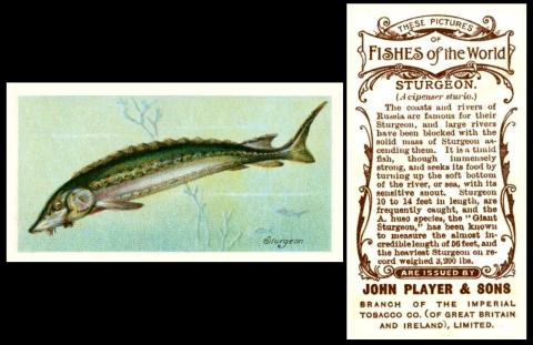 John Player Fishes of the World