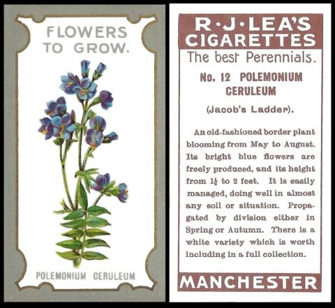 Lea Flowers to Grow