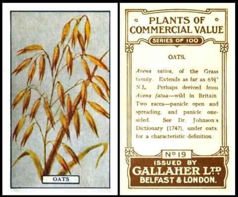 Gallaher Plants of Commercial Value