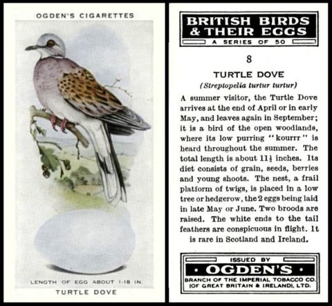 Ogden British Birds and their eggs