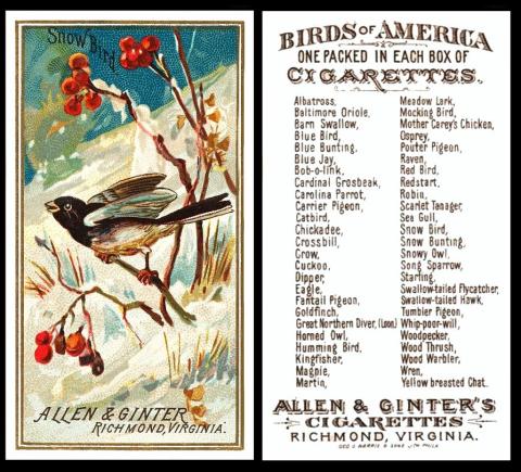 Allen Ginter Birds of America