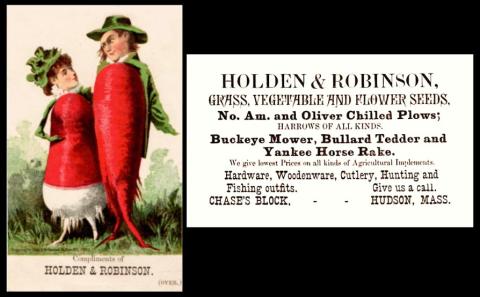 Holden Radish