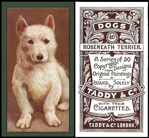 Taddy Dogs
