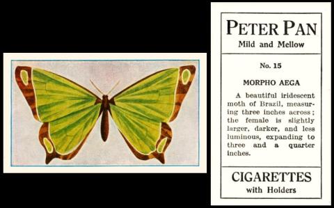 sniders ab butterflies