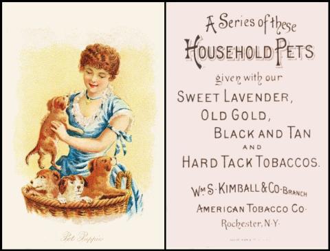 kimball household pets