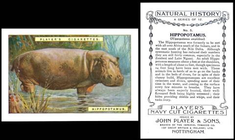 player natural history large