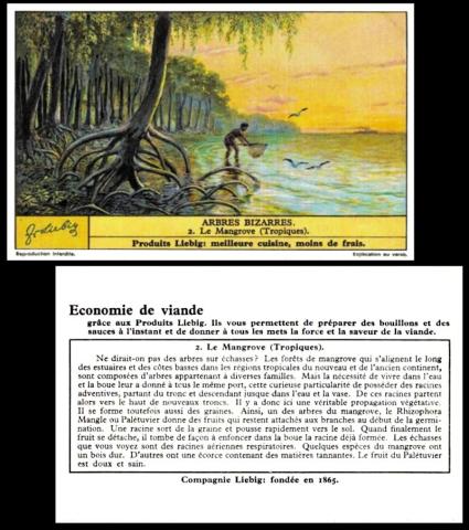 Liebig Arbres Bizarres