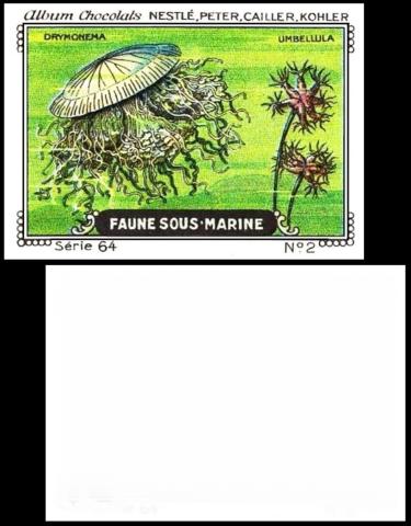 Nestle Faune sous Marine