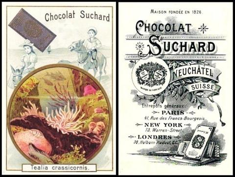 suchard