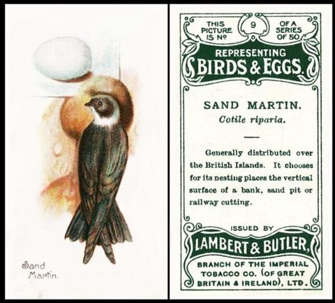 Lambert & Butler Birds Eggs