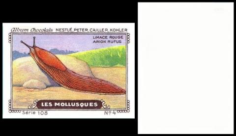 NPCK Les Mollusques