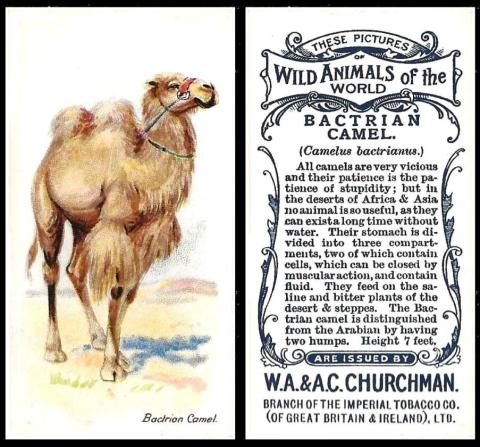 Churchman wild animals of the world