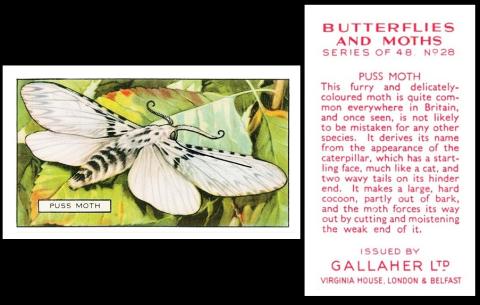 Gallaher butterflies and Moths