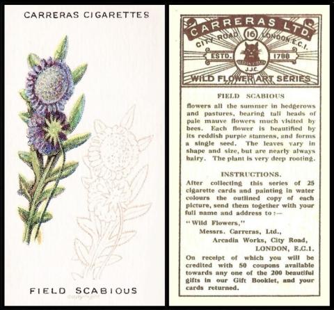 carreras Wild flower Art series.