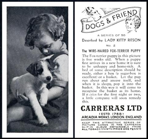 Carreras Dogs and Friend