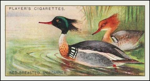 merganser small