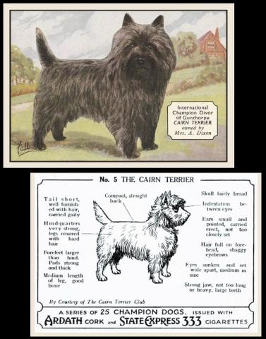 Ardath Champion Dogs