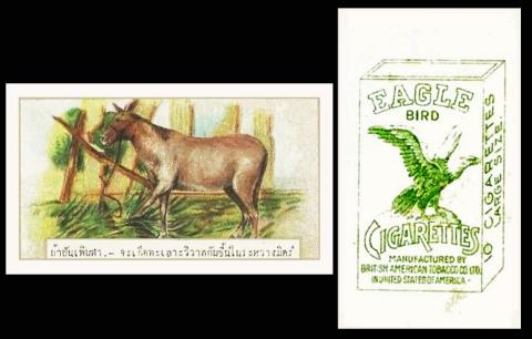 BAT Eagle Bird AnimalsBirds