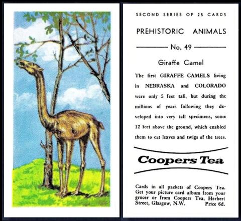Coopers Tea Prehistoric 2nd