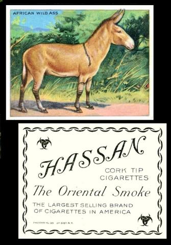 Hassan Animal Series