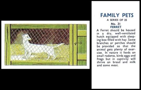 anonymous family pets