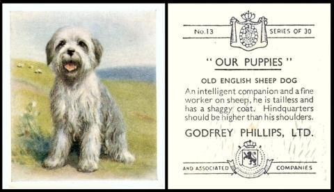 phillips our puppies medium