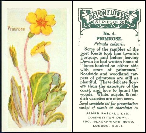 Pascall devon flowers