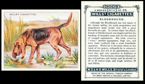 Wills Dogs 1914