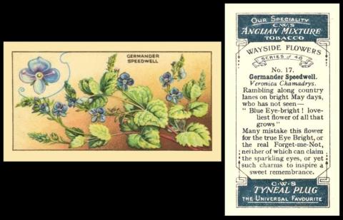 CWS Wayside Flowers